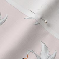 White swans on light pink