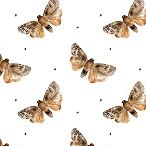 Watercolour moth