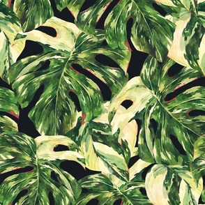 Watercolor monstera Albo variegated leaves on black