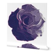 nightshade rose