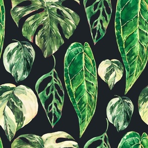 Watercolor tropical leaves, monstera, anthurium, philodendron on black