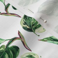 Watercolor philodendron white princess leaves