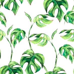 Watercolor monstera leaves on white