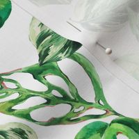 Watercolor greenery leaves on white, monstera green leaves