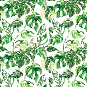 Watercolor greenery leaves on white, monstera green leaves