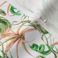 Watercolor tillandsia greenery air plants on white