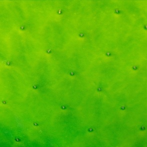 Cactus Leaf 