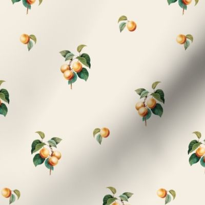 Apricots on Crema // small