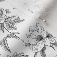 Black and White Floral Line Drawing - Large Print