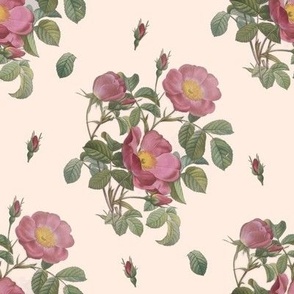 Rose Chintz