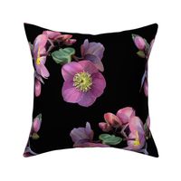 Penny's_Pink_Hellebores27-black-Yard