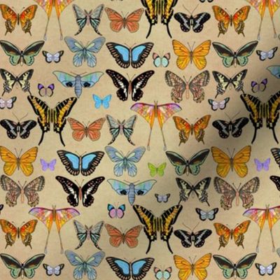 (S) Lepidopterology