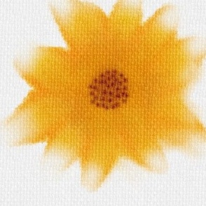 Sunflower white background.