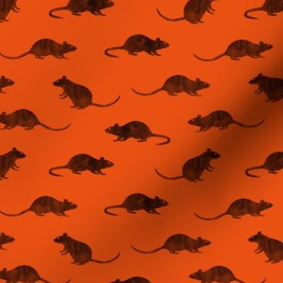 rats - fancy rats - orange - LAD22