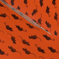 rats - fancy rats - orange - LAD22