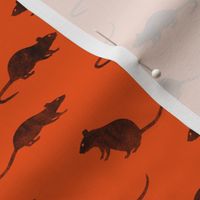 rats - fancy rats - orange - LAD22