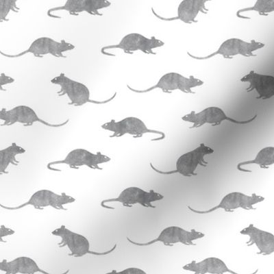 rats - fancy rats - grey/white - LAD22