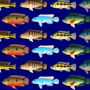 9 African Cichlids on royal blue 2p5in