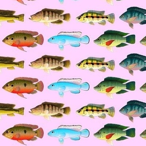 9 African Cichlids on h pink 2in