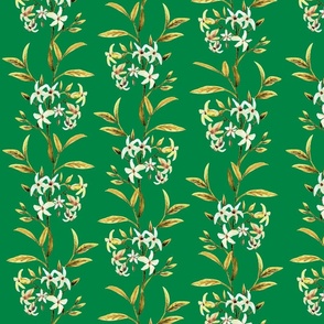 Jasmine_ Gold in Green