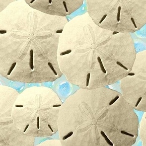 Sand Dollars At The Seashore