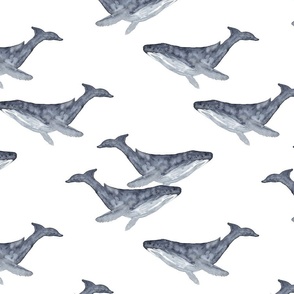 Whales on White