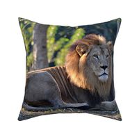 African Lion for Pillow