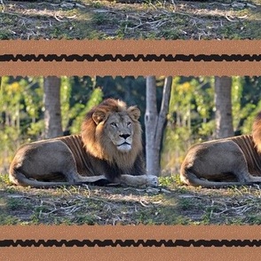 African Lion Stripe
