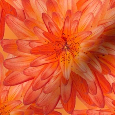 Stacked Orange Lily