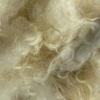 Minnesota natural color Icelandic lamb wool fleece  #2