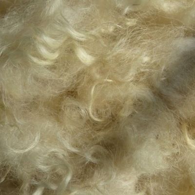 Minnesota natural color Icelandic lamb wool fleece #5