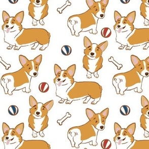 Corgi Dogs on White