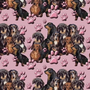 doxies and pawprints