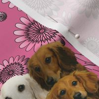 dachshunds and pink flowers