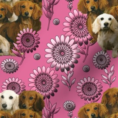 dachshunds and pink flowers