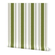 French Ticking in olive