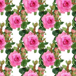 Pink Roses on White