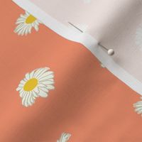 Daisies in the wind-coral