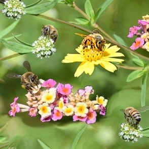 Seven Busy Bees