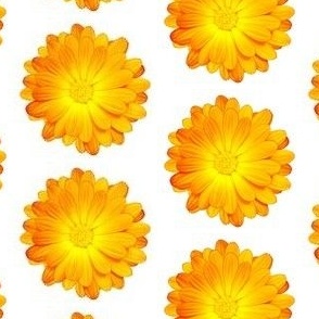 LKD_Calendula