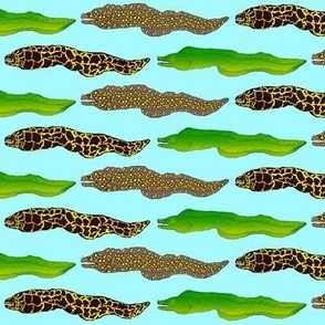 3 Moray Eels on shallow sea blue