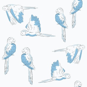 Macaws Flying Two By Two in Blue and White