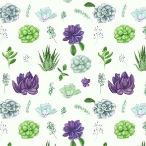 Purple and Green Succulents