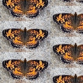 AJ PEARL CRESCENT BUTTERFLY ON GRAVEL-LARGE-HALF DROP