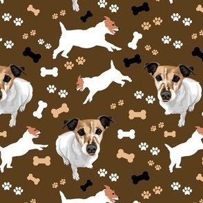 Jack Russell Dogs in Brown