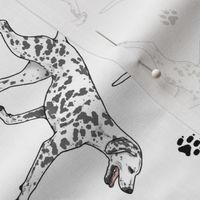 Trotting Dalmatians and paw prints - white