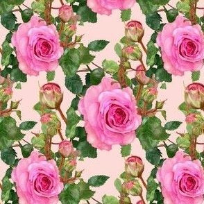 Pink Roses - small
