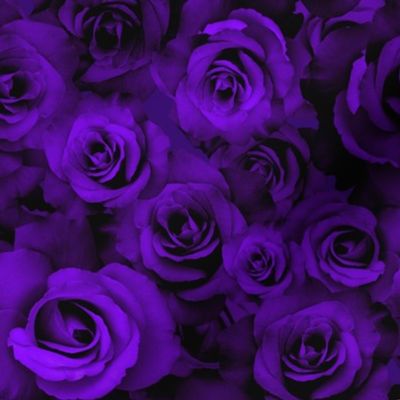 A Bed of Purple Roses 