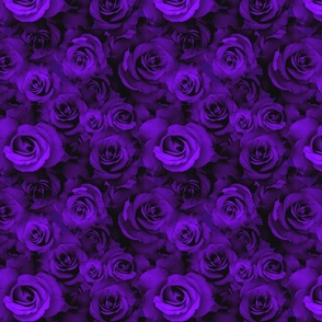 A Bed of Purple Roses 