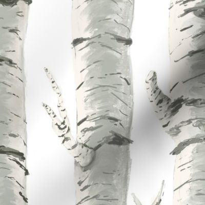 Birch Trees on White